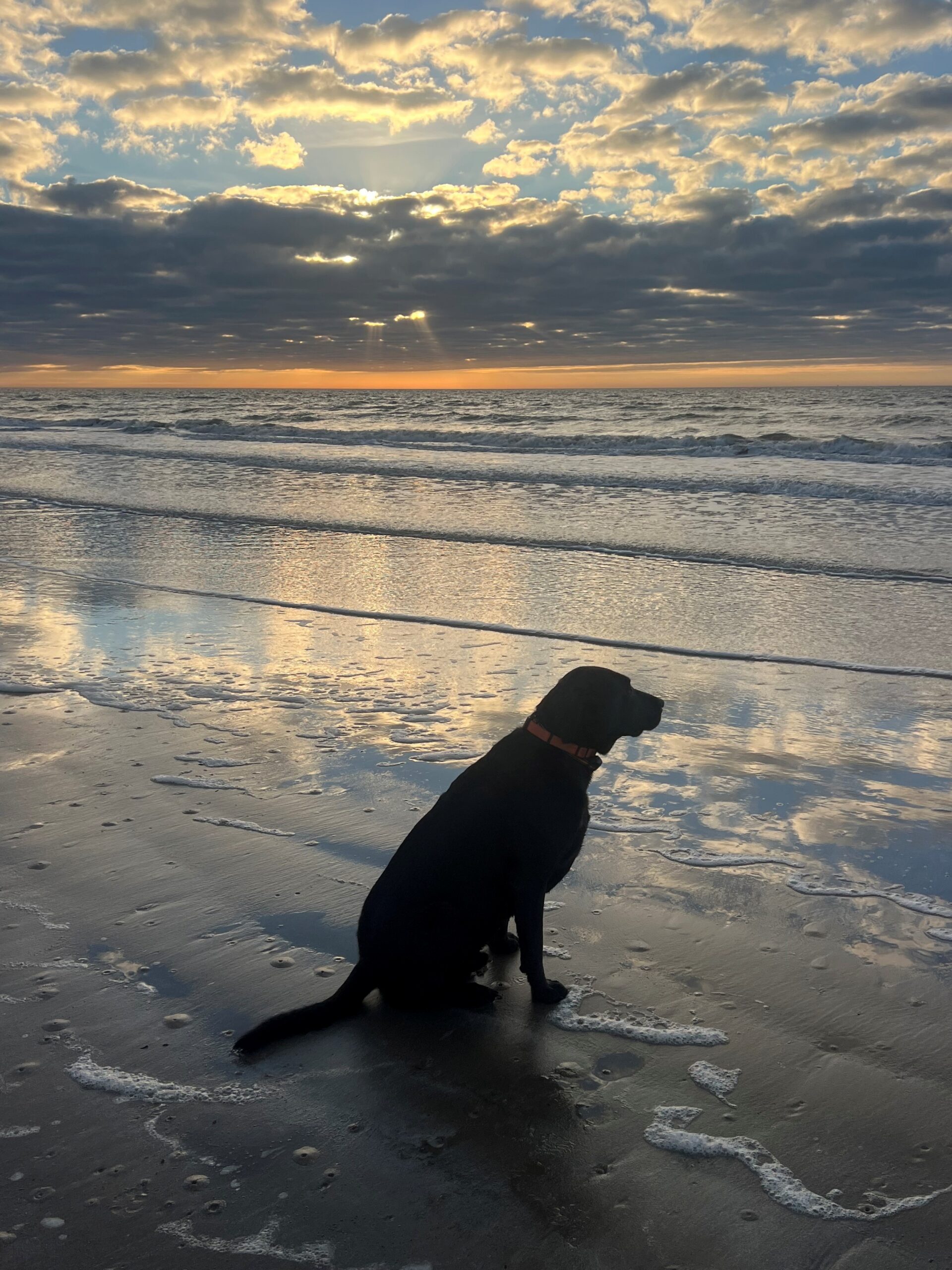 Luke_Beach_Dog Black lab dog sitting at the water's edge at the beach during calm seas and the sunrise.